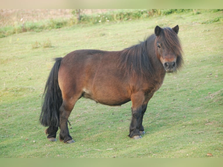 Mini Shetland Pony Stute 5 Jahre 78 cm Palomino in Kassel