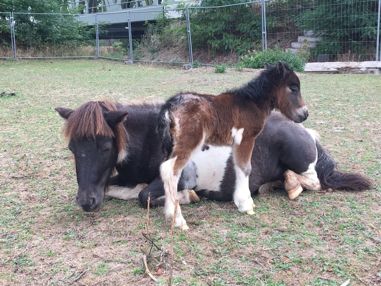 Mini Shetland Pony Stute 5 Jahre 80 cm Tigerschecke in Salzgitter