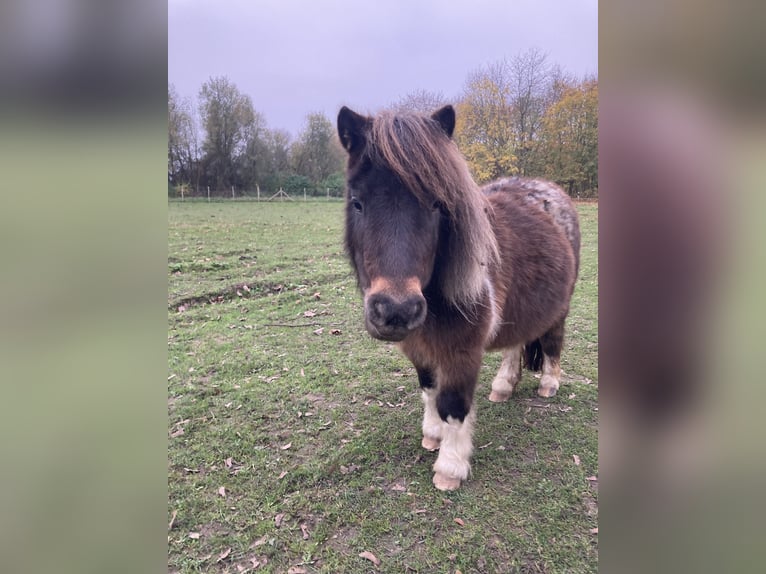 Mini Shetland Pony Stute 5 Jahre 80 cm Tigerschecke in Salzgitter