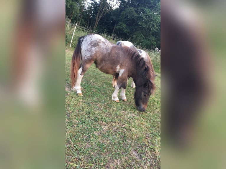 Mini Shetland Pony Stute 5 Jahre 80 cm Tigerschecke in Salzgitter