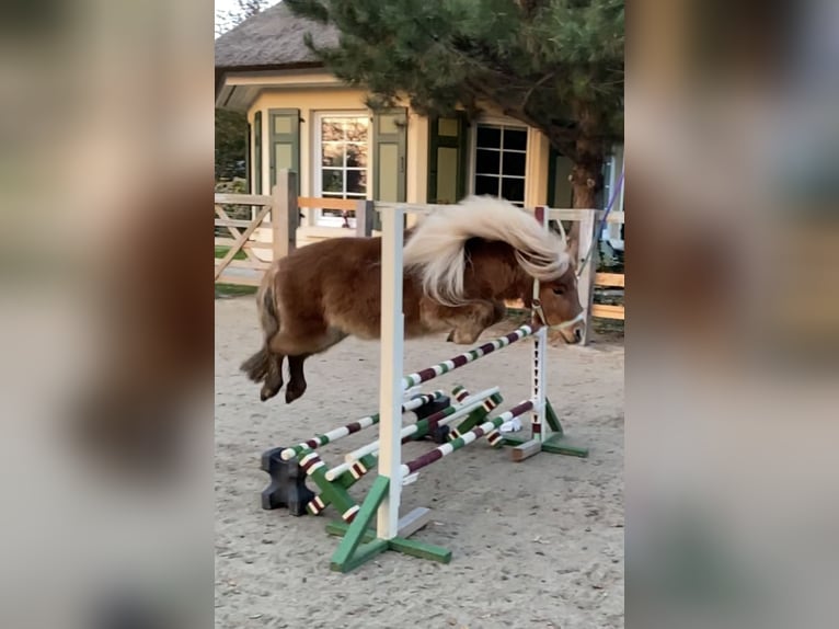 Mini Shetland Pony Stute 5 Jahre 82 cm Fuchs in Wiek