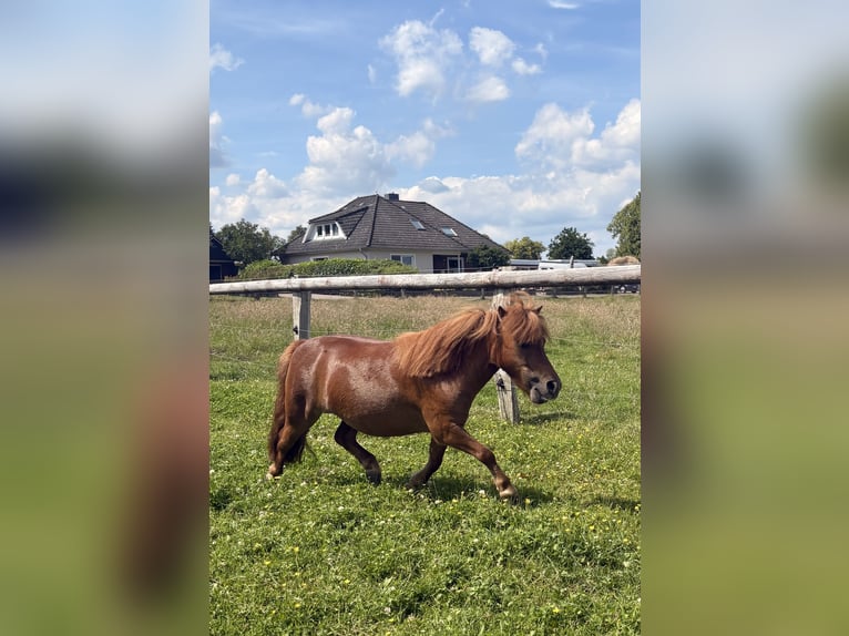 Mini Shetland Pony Stute 5 Jahre 85 cm Fuchs in Gyhum