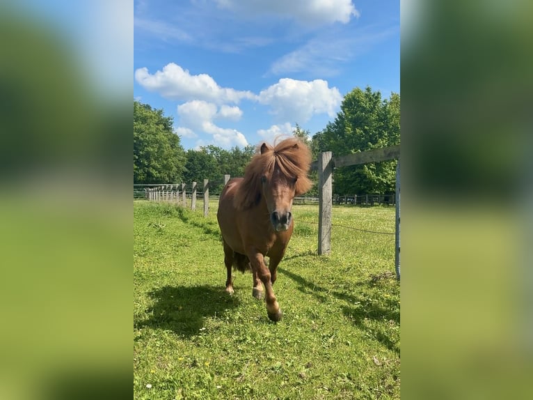 Mini Shetland Pony Stute 5 Jahre 85 cm Fuchs in Gyhum