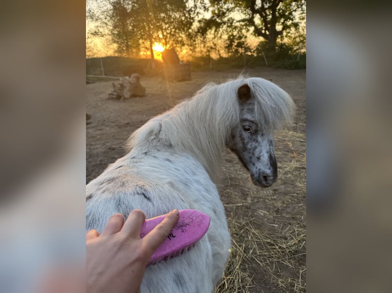 Mini Shetland Pony Stute 5 Jahre 87 cm Tigerschecke in Gnarrenburg