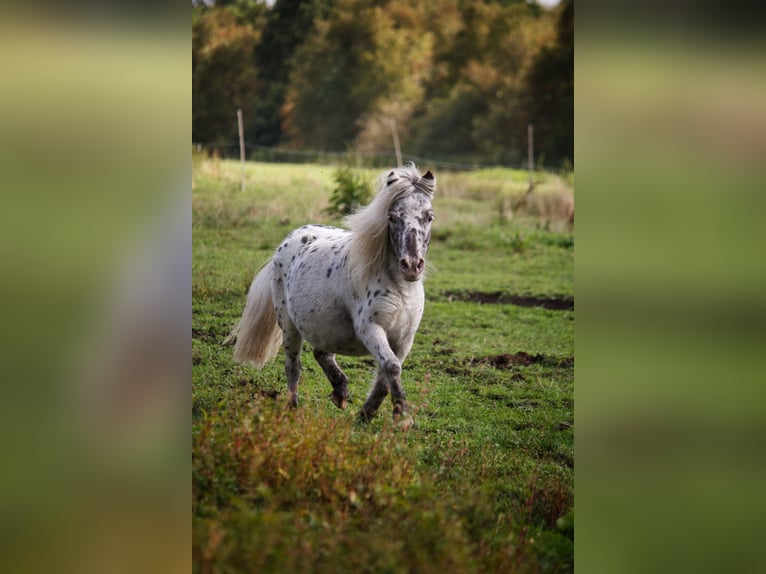 Mini Shetland Pony Stute 5 Jahre 87 cm Tigerschecke in Gnarrenburg