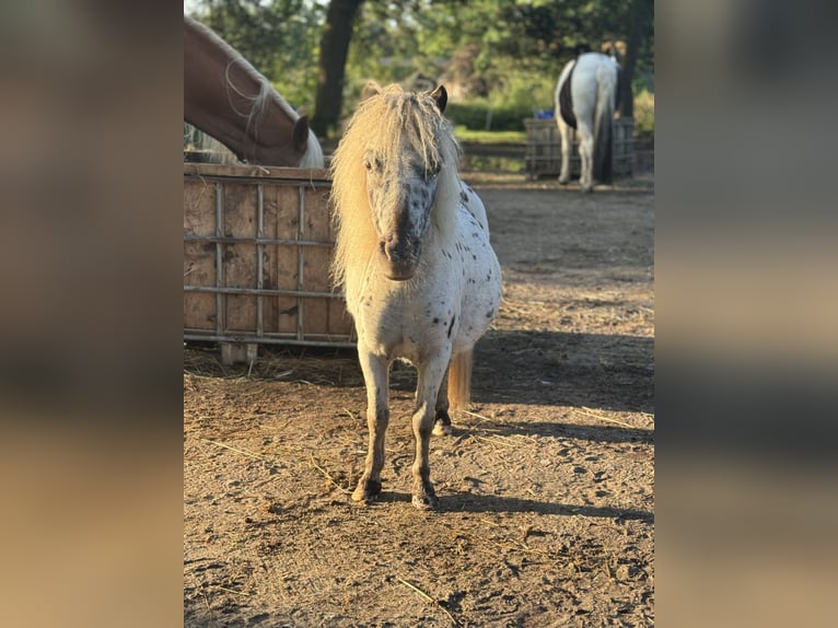 Mini Shetland Pony Stute 5 Jahre 87 cm Tigerschecke in Gnarrenburg