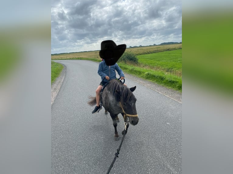 Mini Shetland Pony Stute 6 Jahre 100 cm Schimmel in Oevenum