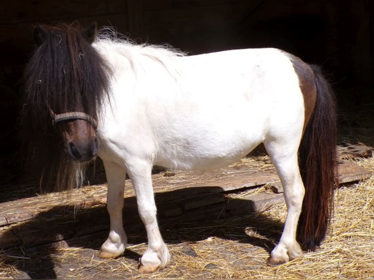 Mini Shetland Pony Stute 6 Jahre 74 cm Schecke in Arnbruck