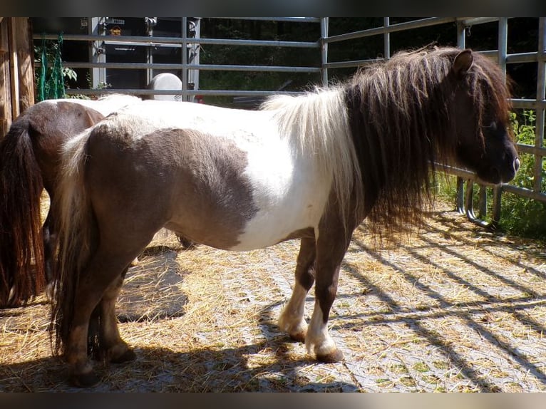 Mini Shetland Pony Stute 6 Jahre 74 cm Schecke in Arnbruck