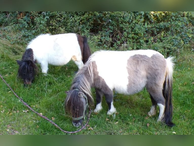 Mini Shetland Pony Stute 6 Jahre 74 cm Schecke in Arnbruck
