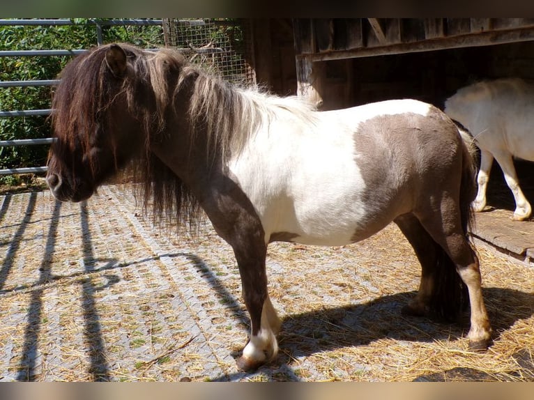 Mini Shetland Pony Stute 6 Jahre 74 cm Schecke in Arnbruck
