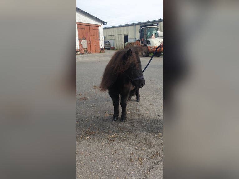 Mini Shetland Pony Stute 6 Jahre 80 cm Rappe in Heidgraben