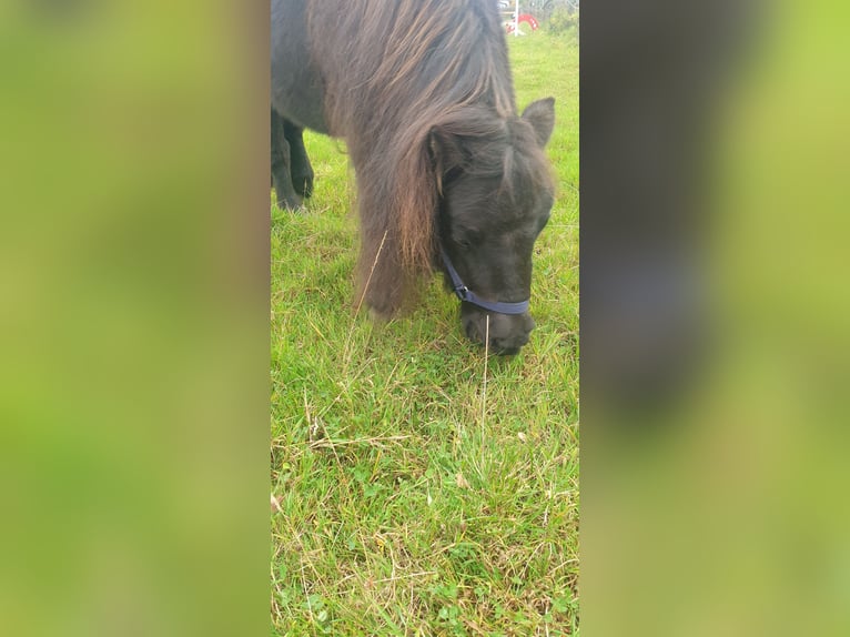 Mini Shetland Pony Stute 6 Jahre 80 cm Rappe in Heidgraben