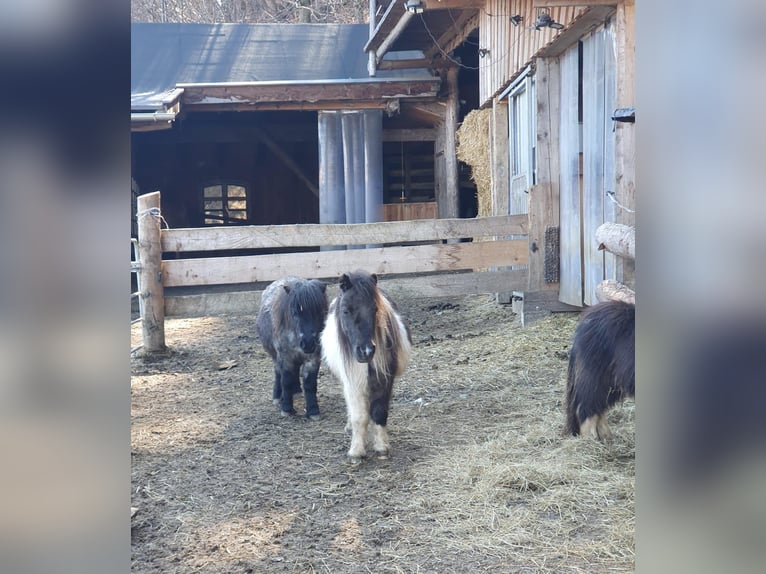 Mini Shetland Pony Stute 6 Jahre 80 cm Schecke in MAISHOFEN