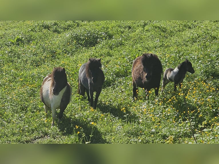 Mini Shetland Pony Stute 6 Jahre 80 cm Schecke in MAISHOFEN