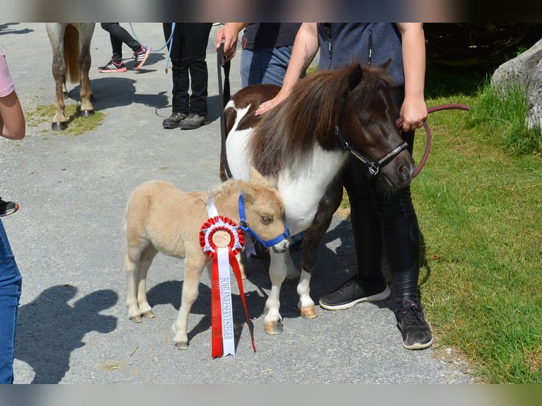 Mini Shetland Pony Stute 6 Jahre 80 cm Schecke in MAISHOFEN
