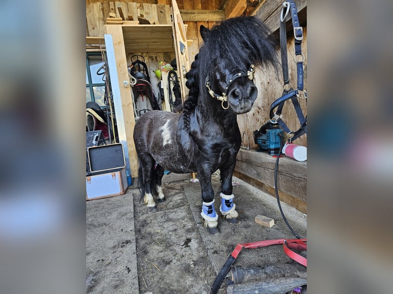 Mini Shetland Pony Stute 6 Jahre 80 cm Schecke in MAISHOFEN