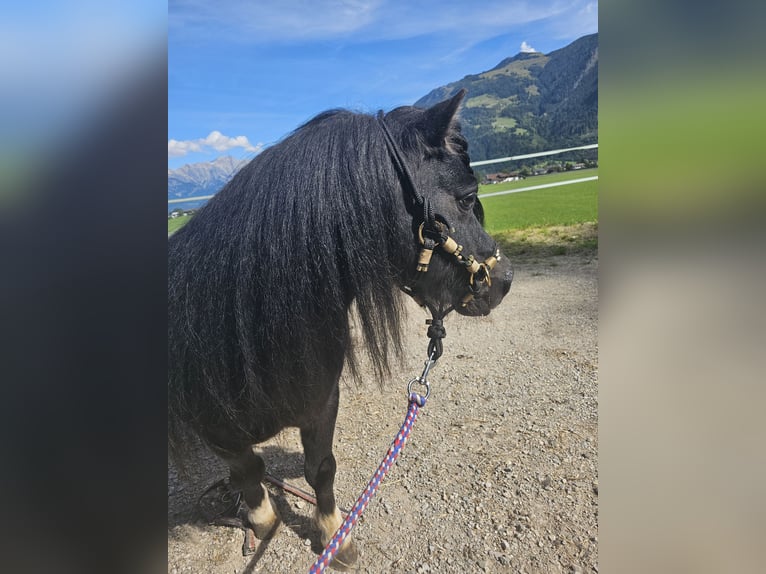 Mini Shetland Pony Stute 6 Jahre 80 cm Schecke in MAISHOFEN