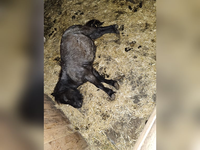 Mini Shetland Pony Stute 6 Jahre 80 cm Schecke in MAISHOFEN