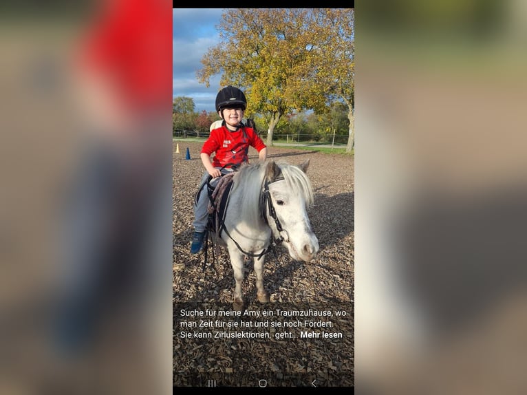 Mini Shetland Pony Stute 6 Jahre 80 cm Tigerschecke in Loipersbach im Burgenland