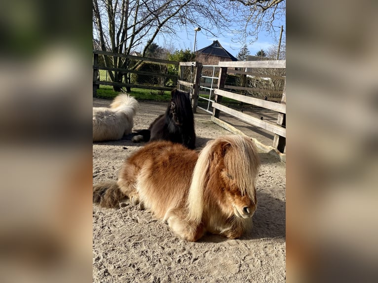 Mini Shetland Pony Stute 6 Jahre 82 cm Fuchs in Wiek