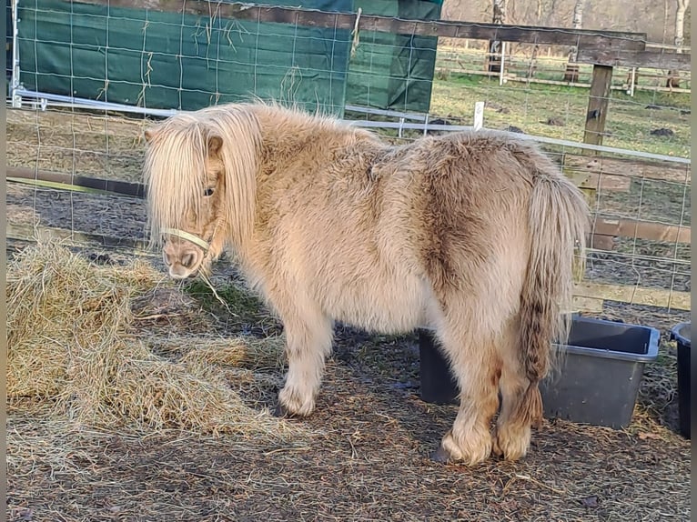 Mini Shetland Pony Stute 6 Jahre 86 cm Cremello in Großenkneten