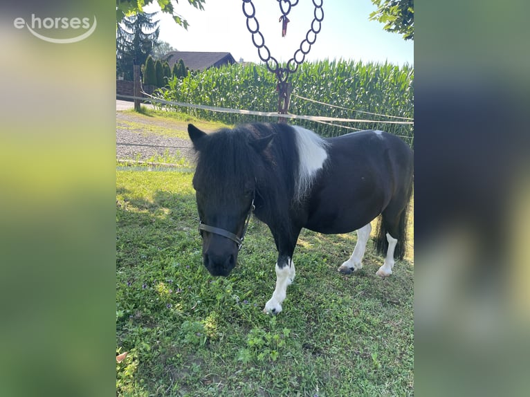 Mini Shetland Pony Stute 6 Jahre  in Wildon