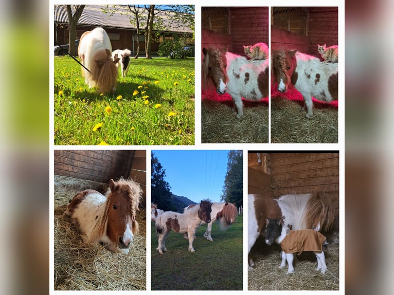 Mini Shetland Pony Stute 6 Jahre Schecke in St.Georgen am Kreischberg