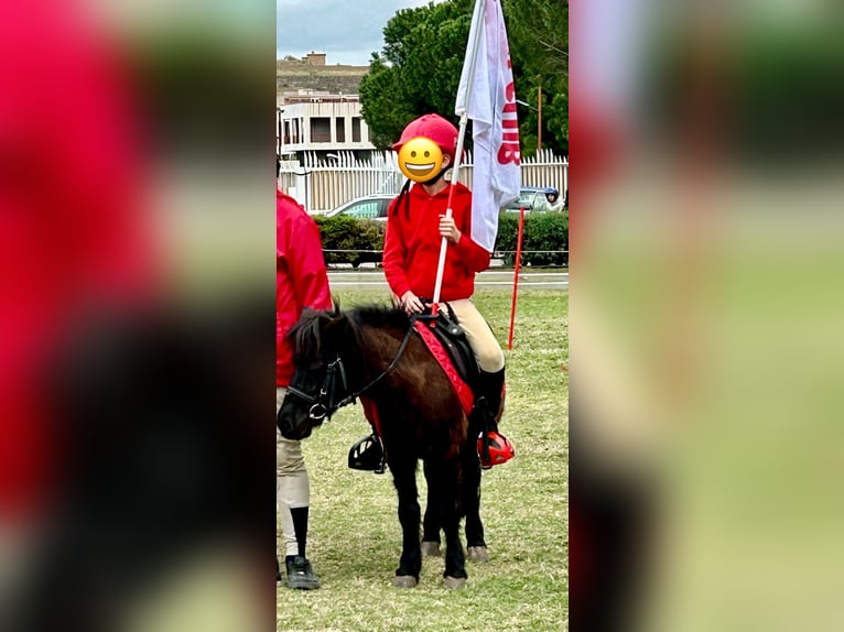 Mini Shetland Pony Stute 7 Jahre 101 cm in Giardini Naxos