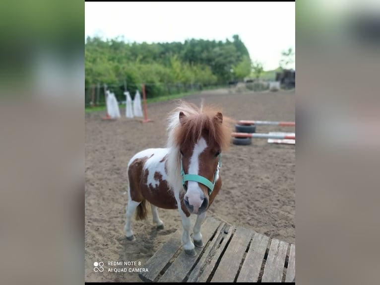 Mini Shetland Pony Stute 7 Jahre 75 cm Schecke in Nagyhalász