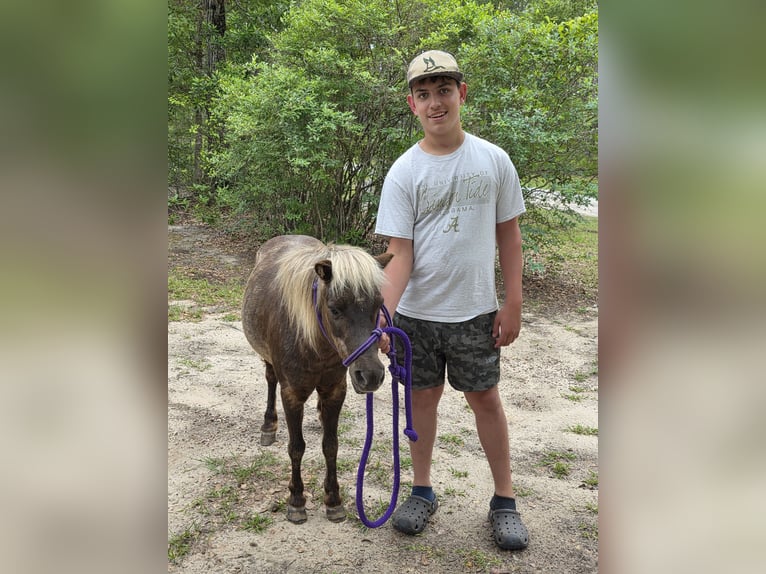 Mini Shetland Pony Stute 7 Jahre 79 cm Apfelschimmel in Millry