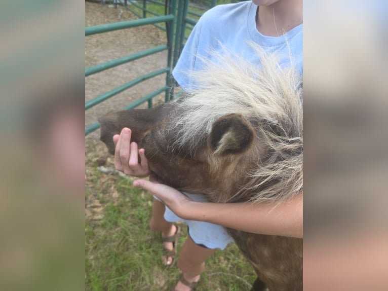 Mini Shetland Pony Stute 7 Jahre 79 cm Apfelschimmel in Millry