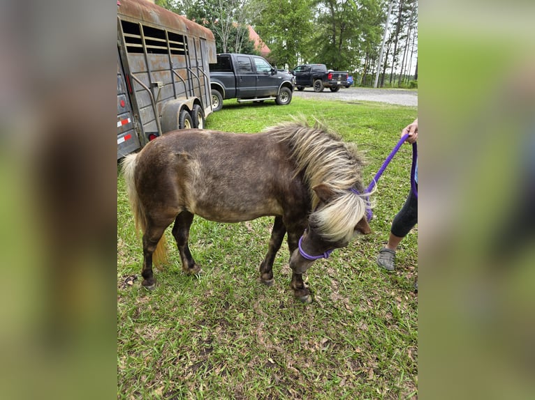 Mini Shetland Pony Stute 7 Jahre 79 cm Apfelschimmel in Millry