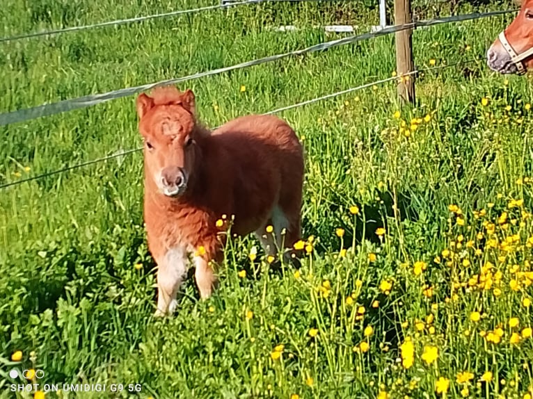 Mini Shetland Pony Stute 7 Jahre 80 cm Schecke in Unterschneidheim