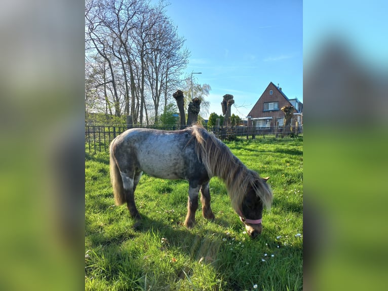 Mini Shetland Pony Stute 7 Jahre 85 cm Rappschimmel in kootstertille