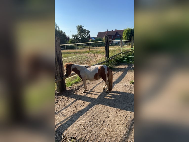 Mini Shetland Pony Stute 7 Jahre 85 cm Schecke in Mötzing