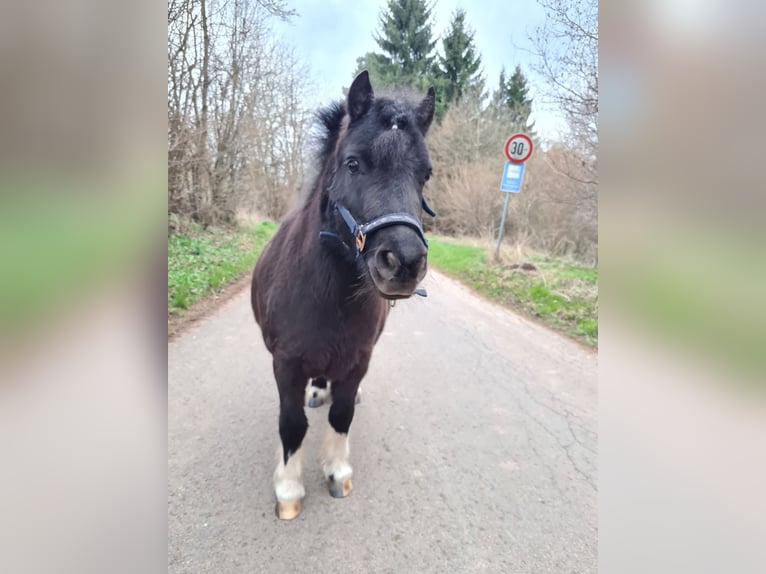 Mini Shetland Pony Stute 7 Jahre 85 cm Schecke in Twistetal