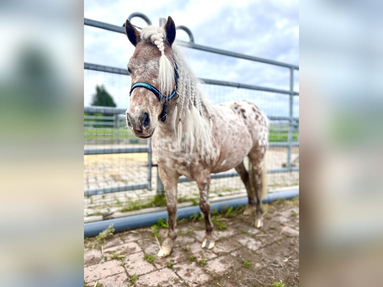 Mini Shetland Pony Stute 7 Jahre 85 cm Tigerschecke in Michelau in Oberfranken