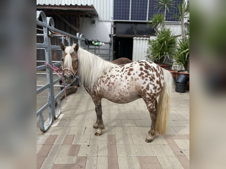 Mini Shetland Pony Stute 7 Jahre 85 cm Tigerschecke in Michelau in Oberfranken