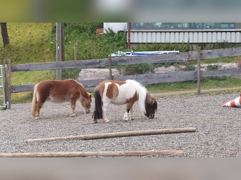 Mini Shetland Pony Stute 7 Jahre Schecke in Hüfingen
