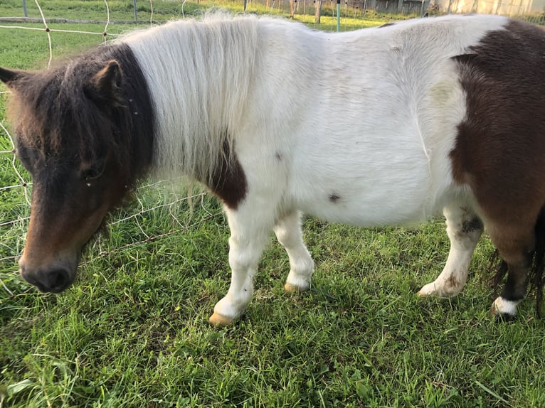 Mini Shetland Pony Stute 8 Jahre 80 cm Schecke in Unterneukirchen