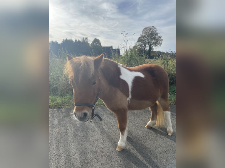 Mini Shetland Pony Stute 8 Jahre 83 cm Schecke in Fröndenberg