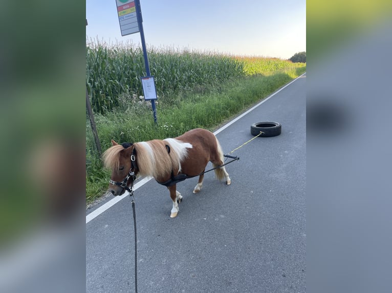 Mini Shetland Pony Stute 8 Jahre 83 cm Schecke in Fröndenberg