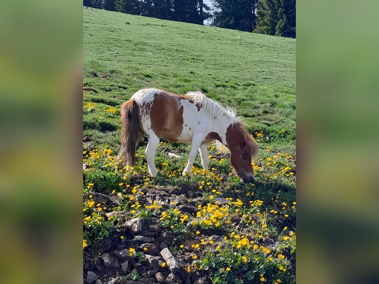 Mini Shetland Pony Mix Stute 8 Jahre 89 cm Schecke in Tobadill