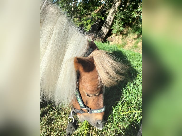 Mini Shetland Pony Stute 8 Jahre in Wetzlar