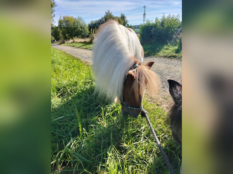 Mini Shetland Pony Stute 8 Jahre in Wetzlar