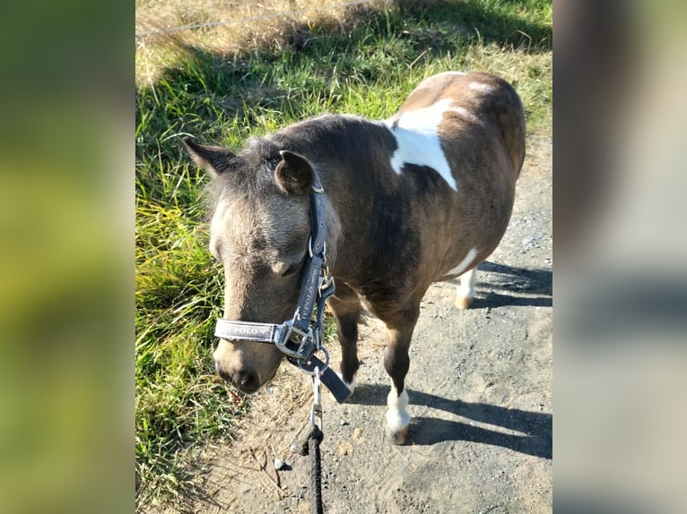 Mini Shetland Pony Stute 8 Jahre in Wetzlar