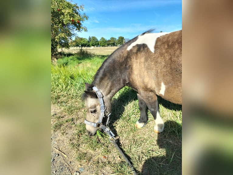 Mini Shetland Pony Stute 8 Jahre in Wetzlar