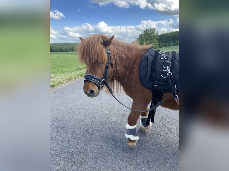 Mini Shetland Pony Stute 8 Jahre Fuchs in Gotha
