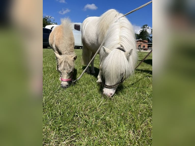 Mini Shetland Pony Stute 9 Jahre 79 cm Cremello in Sch&#xF6;nwalde am BungsbergSch&#xF6;nwalde